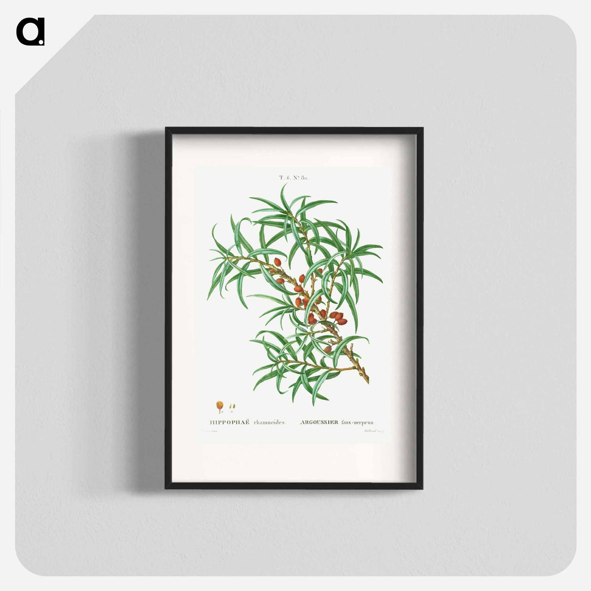 Common sea buckthorn - Pierre Joseph Redouté Poster.
