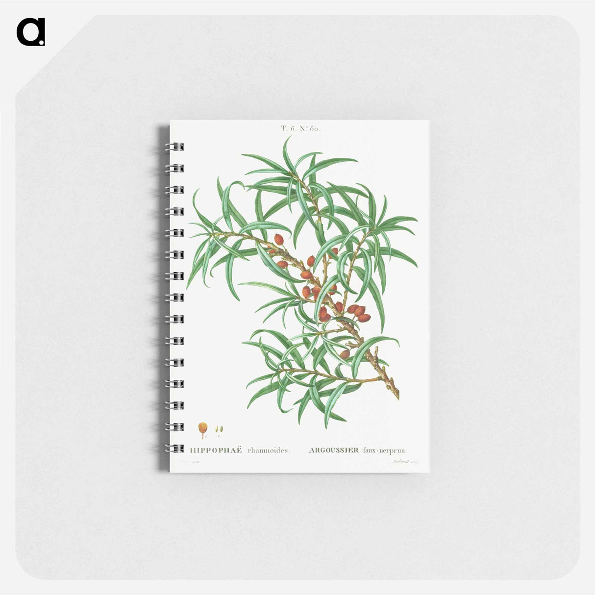 アートメモ帳-Common sea buckthorn - ピエール ジョゼフ ルドゥーテ Memo.