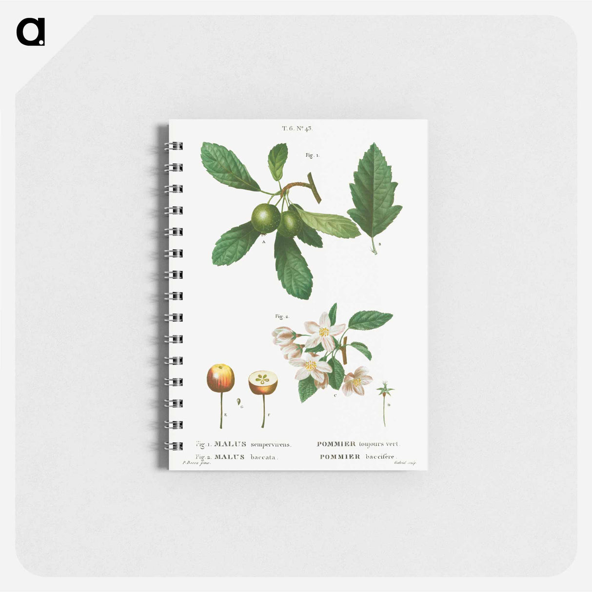 Traité des Arbres et Arbustes que l'on cultive en France en pleine terre - ピエール ジョゼフ ルドゥーテ Memo.