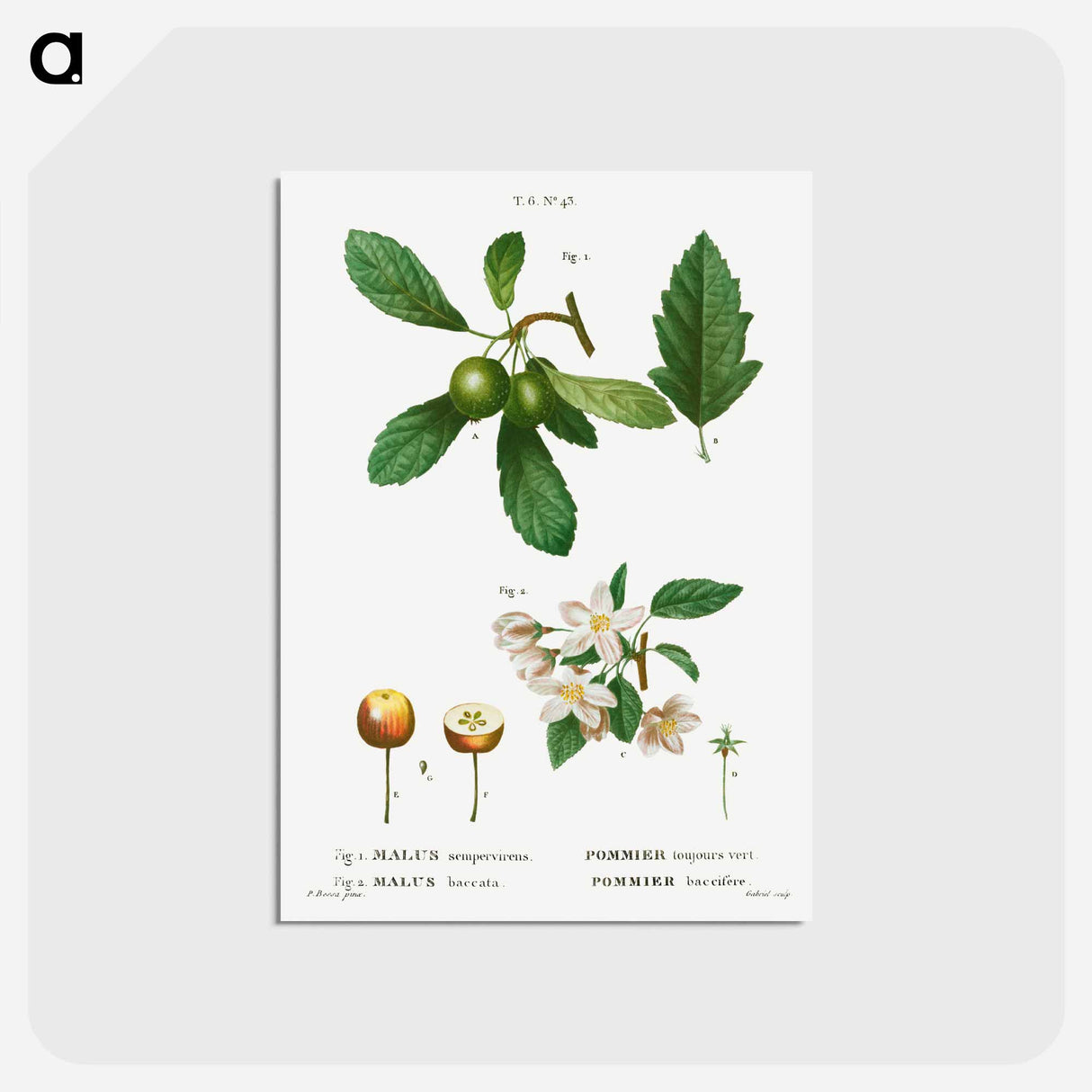 アートポストカード-Traité des Arbres et Arbustes que l'on cultive en France en pleine terre - ピエール ジョゼフ ルドゥーテ Postcard.