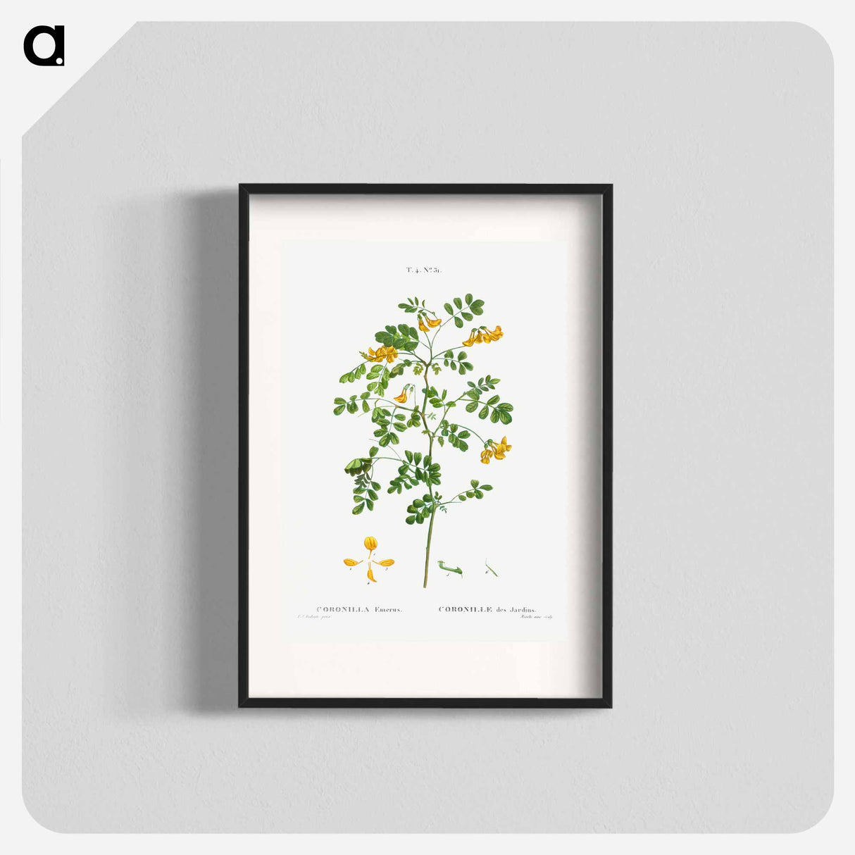 Scorpion senna, Coronilla emerus - Pierre Joseph Redouté Poster.