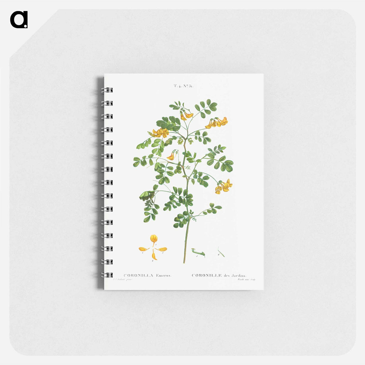 アートメモ帳-Scorpion senna, Coronilla emerus - ピエール ジョゼフ ルドゥーテ Memo.