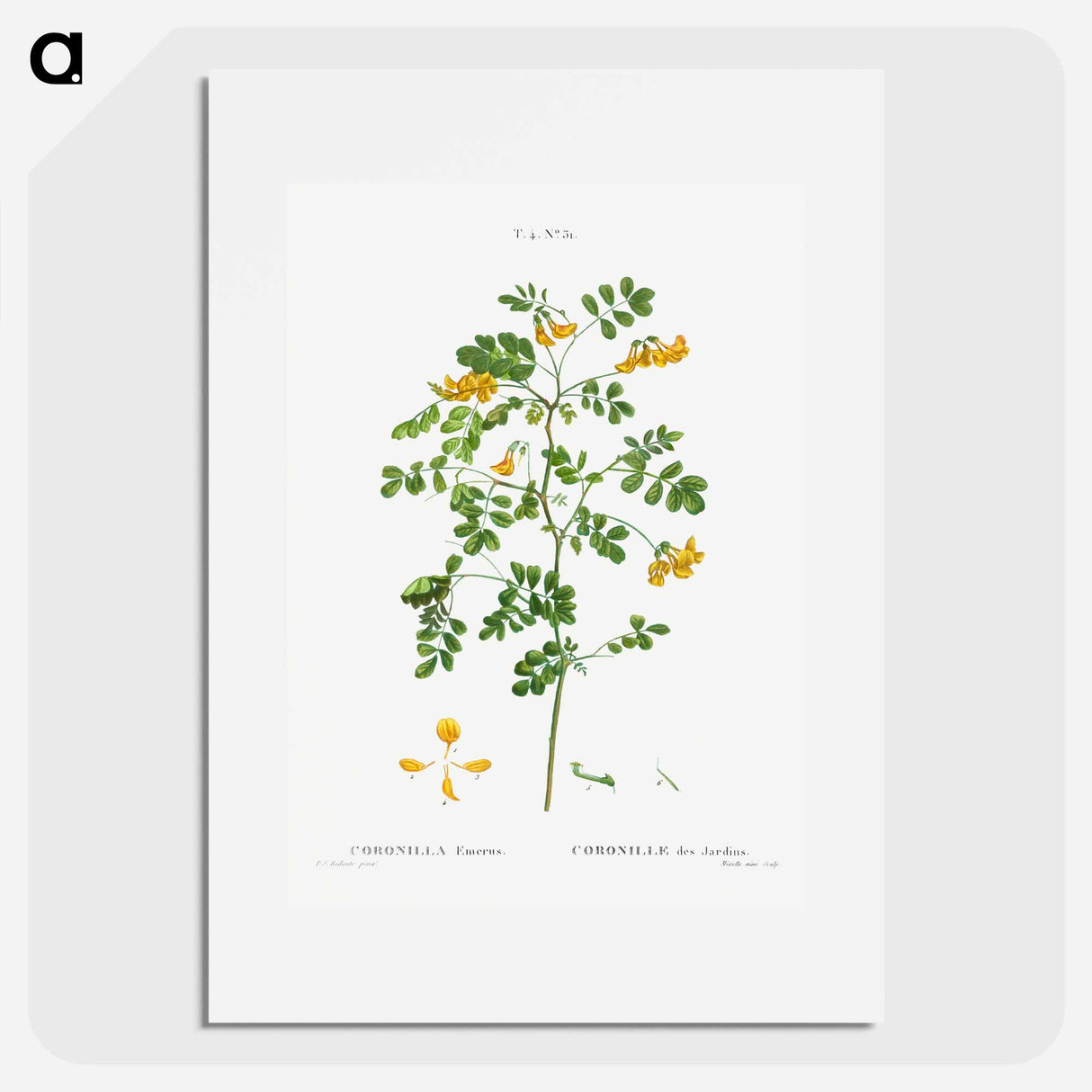 Scorpion senna, Coronilla emerus - Pierre Joseph Redouté Poster.
