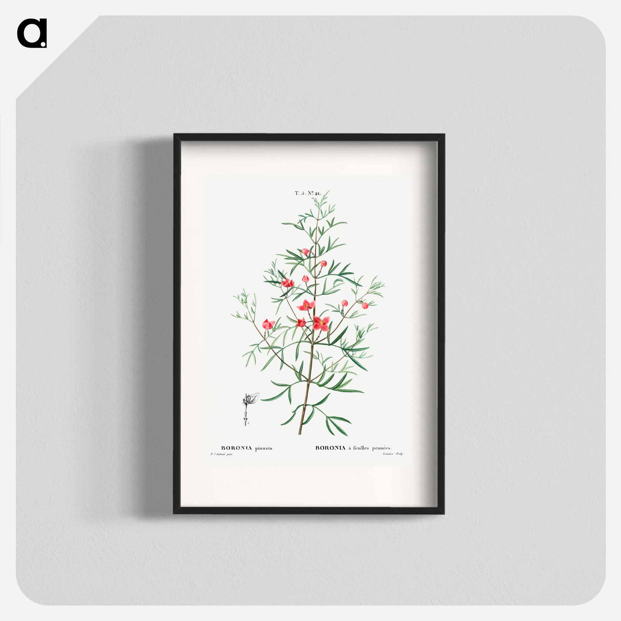 アートポスター-Boronia pinnata - ピエール ジョゼフ ルドゥーテ Poster.