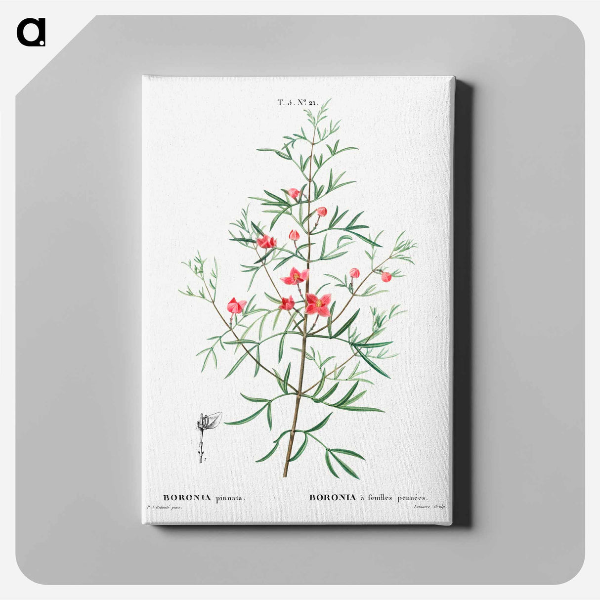 アートパネル-Boronia pinnata - ピエール ジョゼフ ルドゥーテ Canvas.