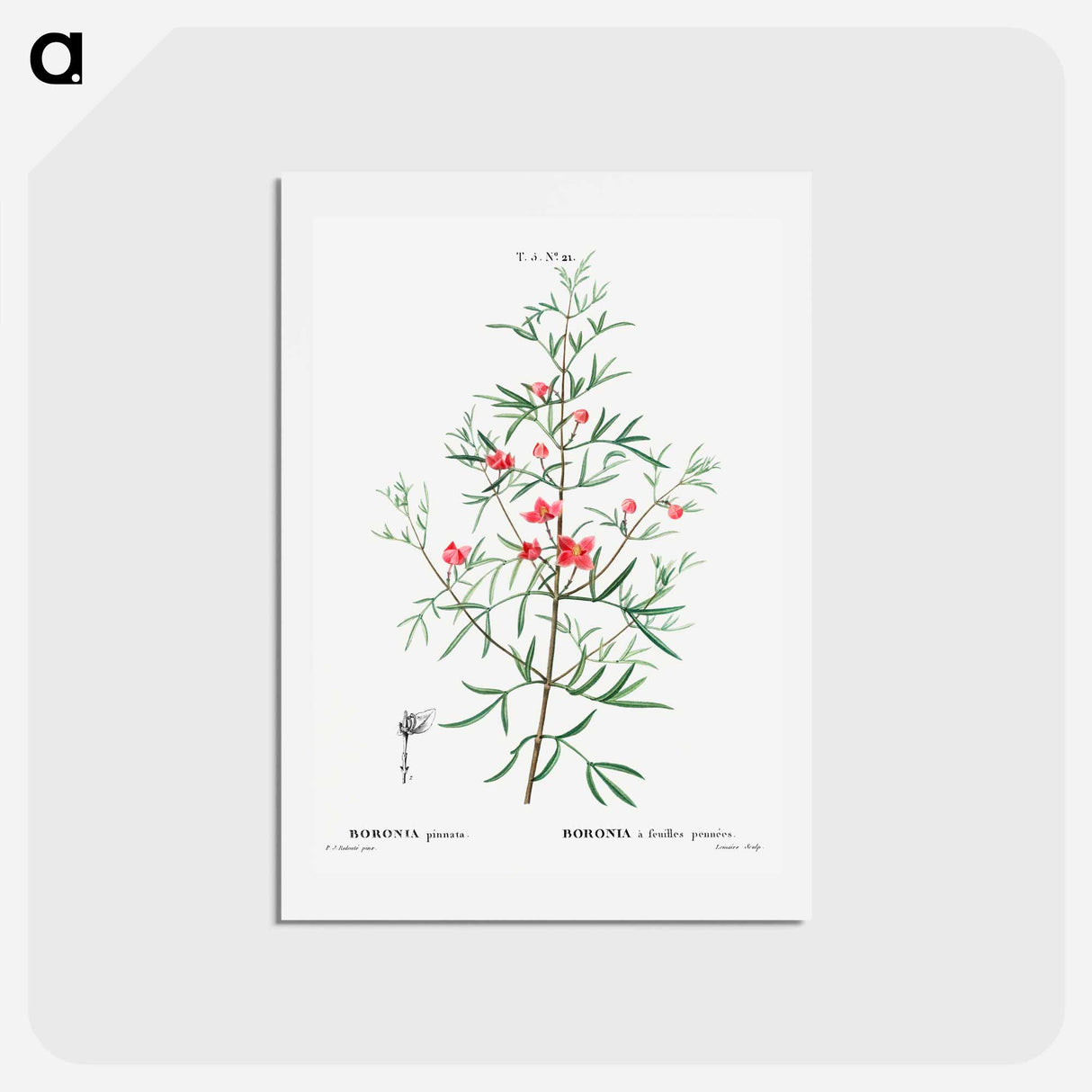 アートポストカード-Boronia pinnata - ピエール ジョゼフ ルドゥーテ Postcard.