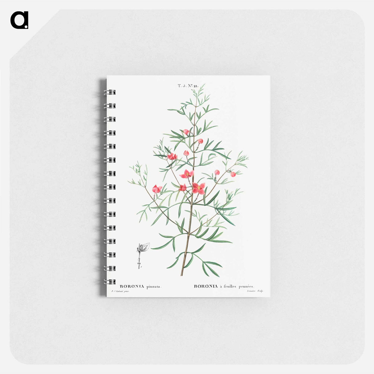 アートメモ帳-Boronia pinnata - ピエール ジョゼフ ルドゥーテ Memo.