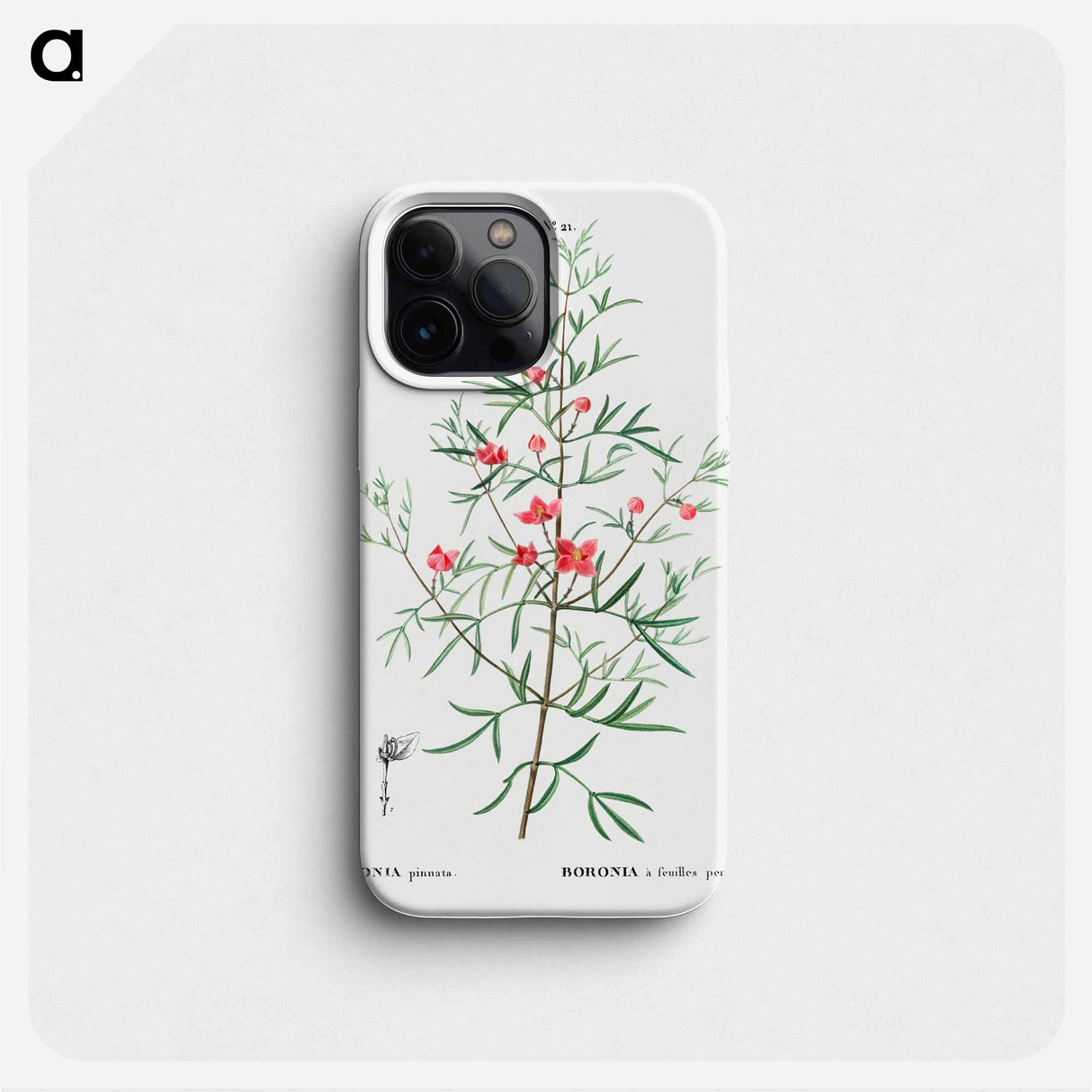 Boronia pinnata - Pierre Joseph Redouté Phone Case.