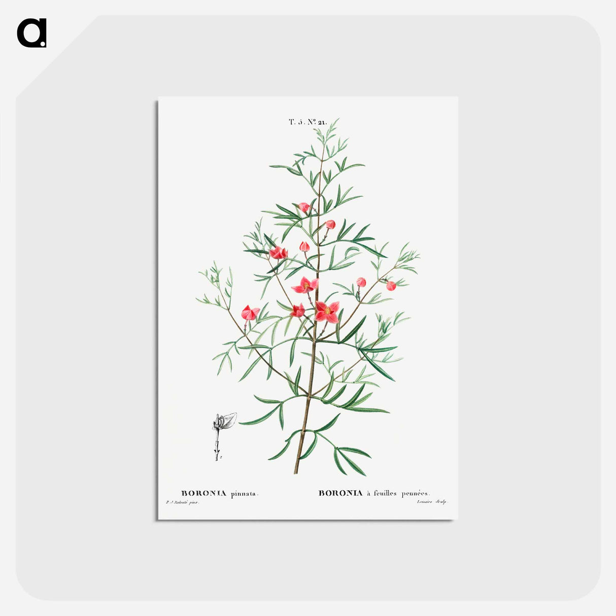 アートポストカード-Boronia pinnata - ピエール ジョゼフ ルドゥーテ Postcard.