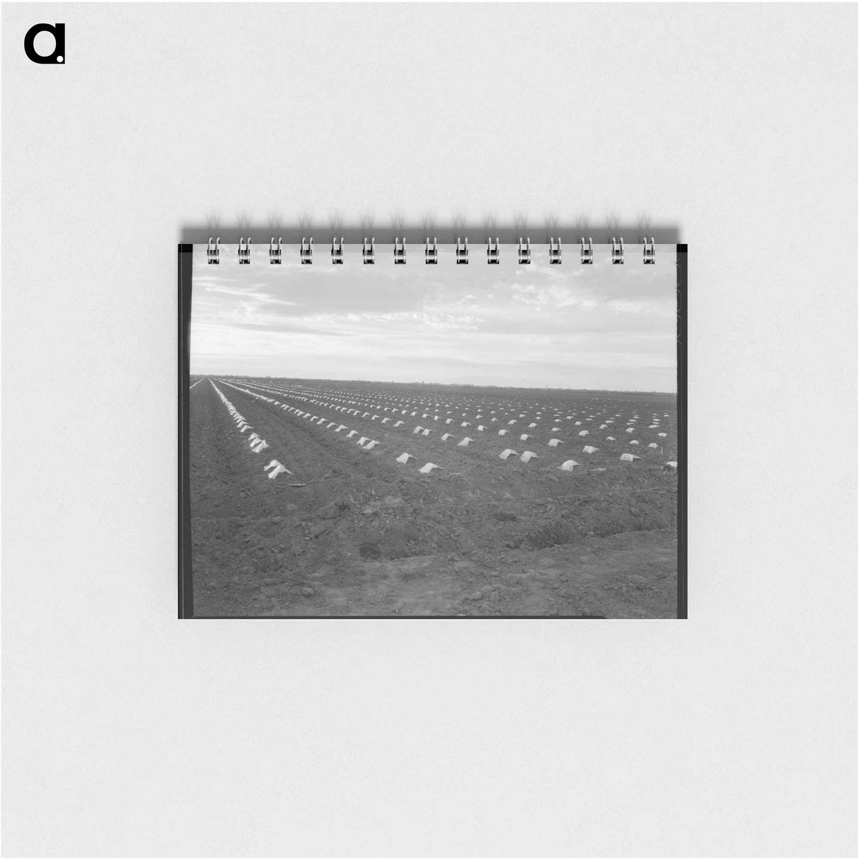 アートメモ帳-Capped cantaloupe - ドロテア ラング Memo.
