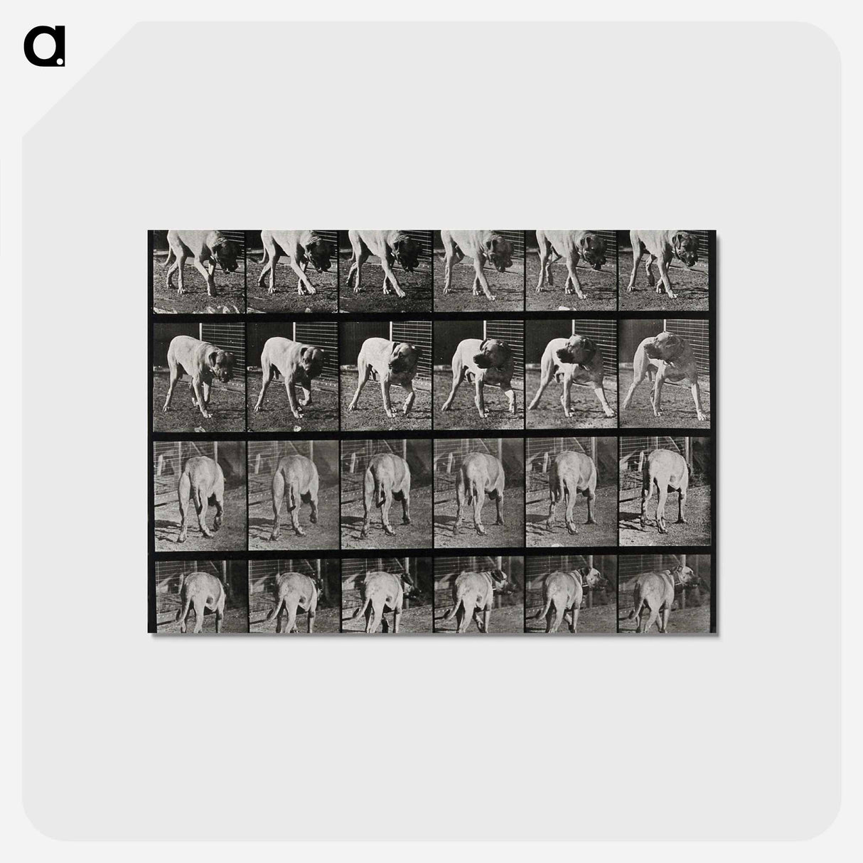 アートポストカード-Prowling Dog
- エドワード マイブリッジ Postcard.