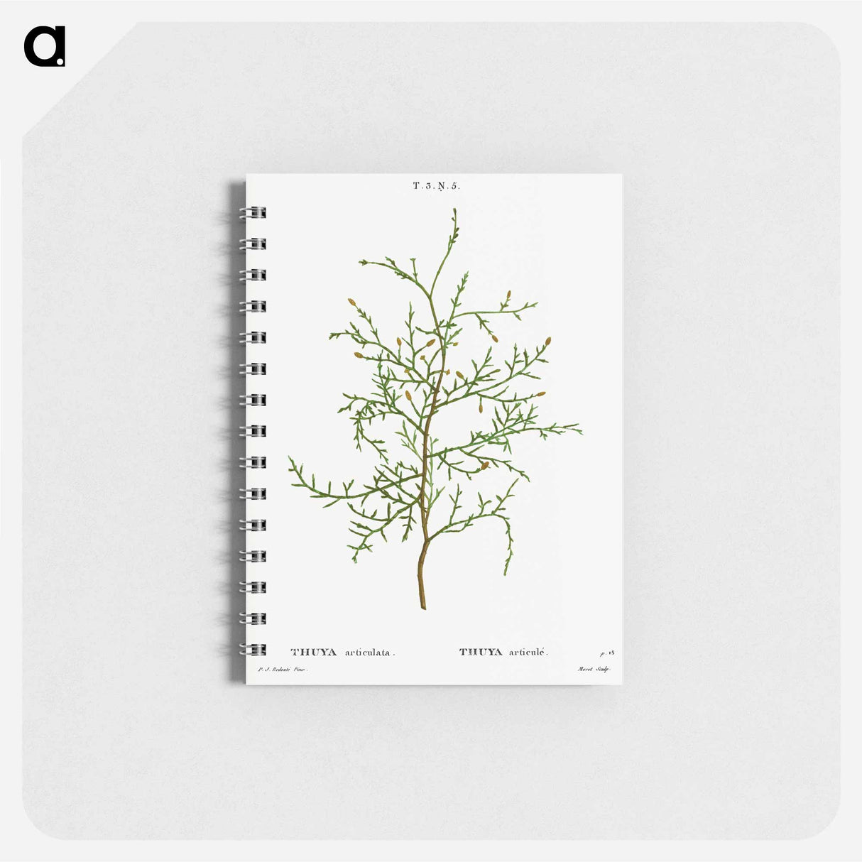 Sictus tree, Thuya articulata - ピエール ジョゼフ ルドゥーテ Memo.