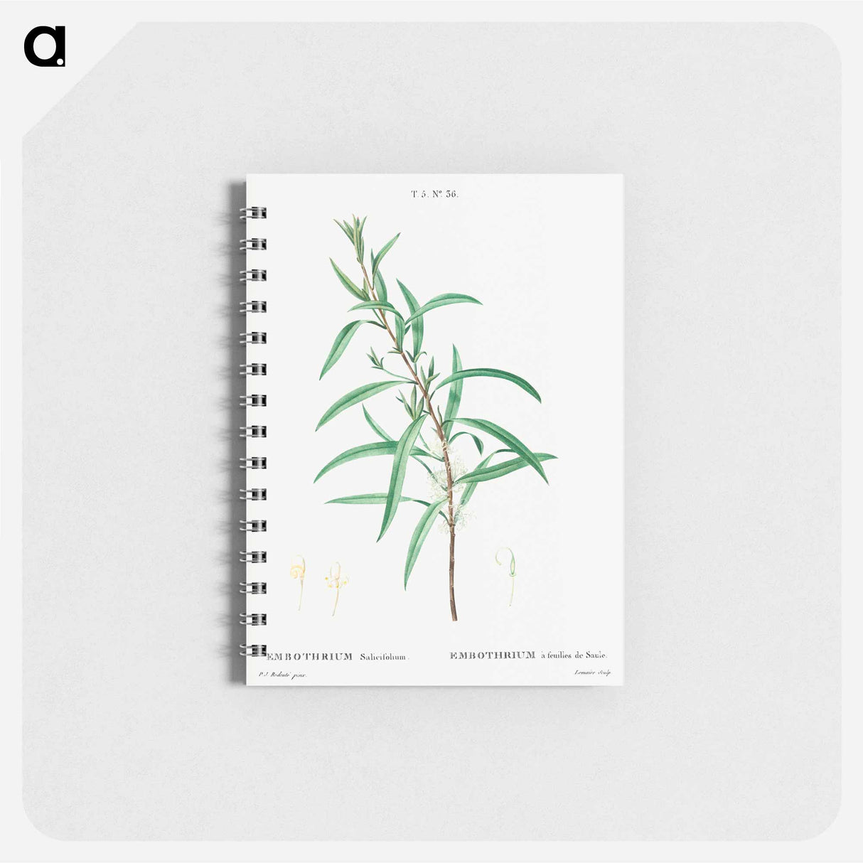 アートメモ帳-Willow-leaved hakea - ピエール ジョゼフ ルドゥーテ Memo.