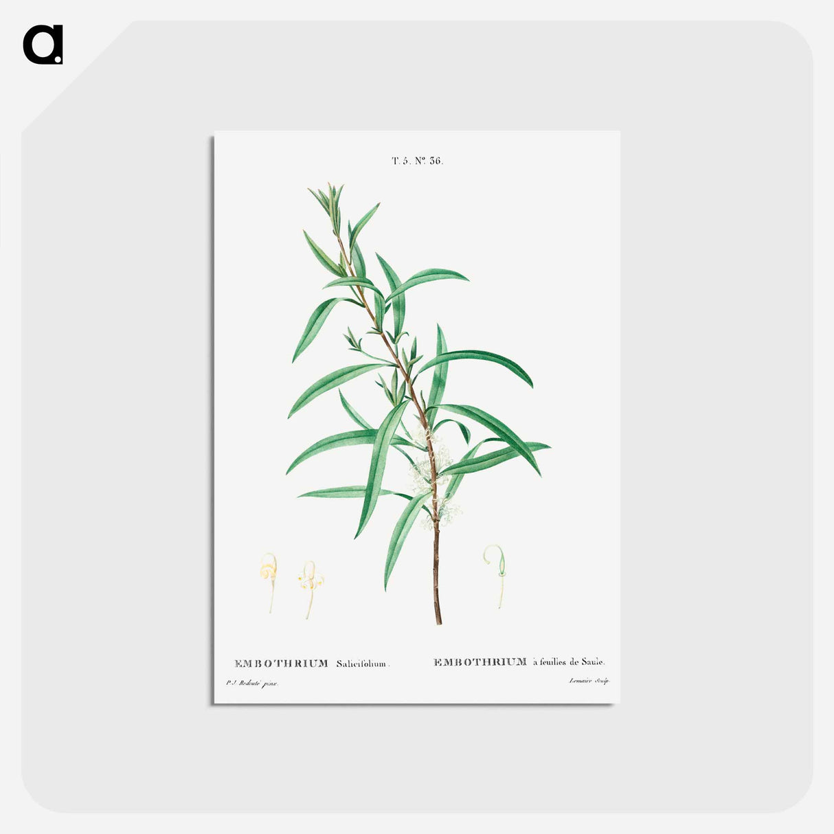アートポストカード-Willow-leaved hakea - ピエール ジョゼフ ルドゥーテ Postcard.