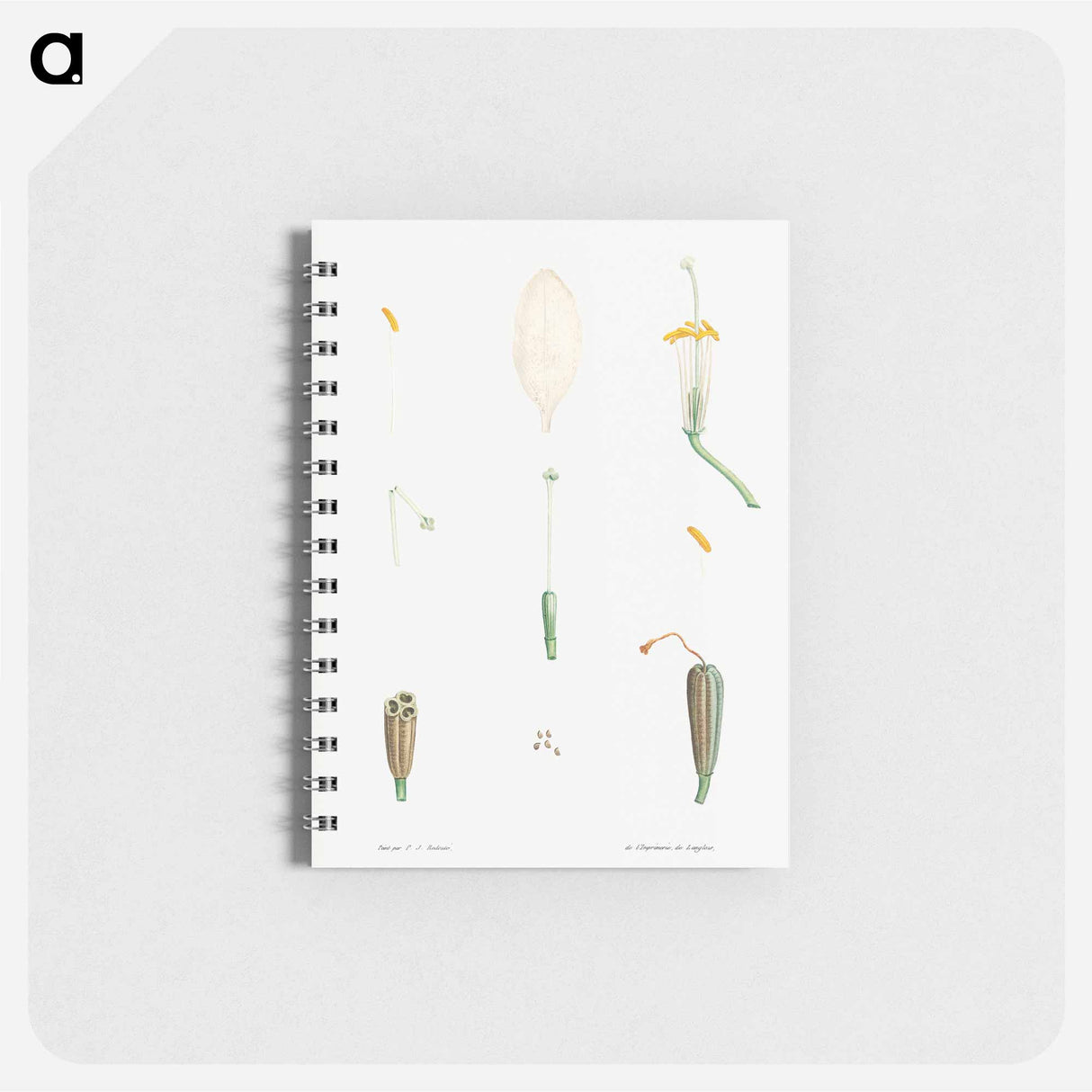 Flower parts from La Botanique de J. J. Rousseau - ピエール ジョゼフ ルドゥーテ Memo.