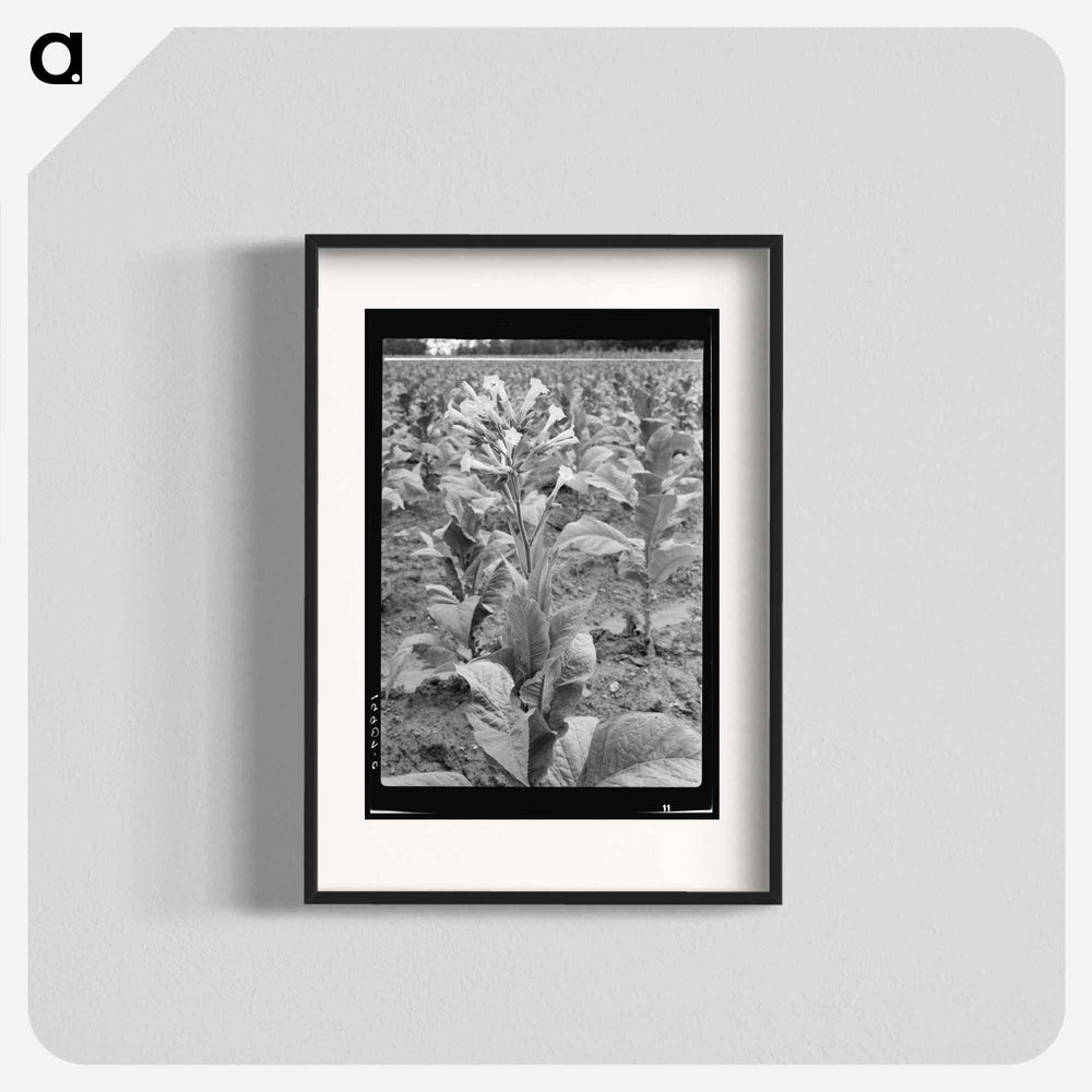 Untitled photo - ドロテア ラング Poster.