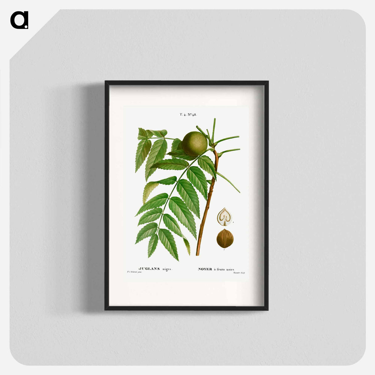 アートポスター-Black walnut, Juglans nigra - ピエール ジョゼフ ルドゥーテ Poster.