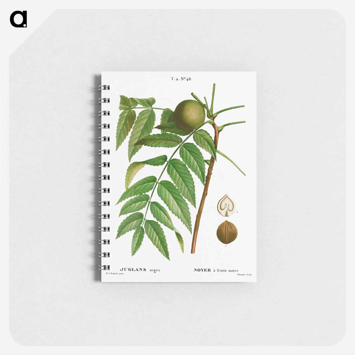 アートメモ帳-Black walnut, Juglans nigra - ピエール ジョゼフ ルドゥーテ Memo.