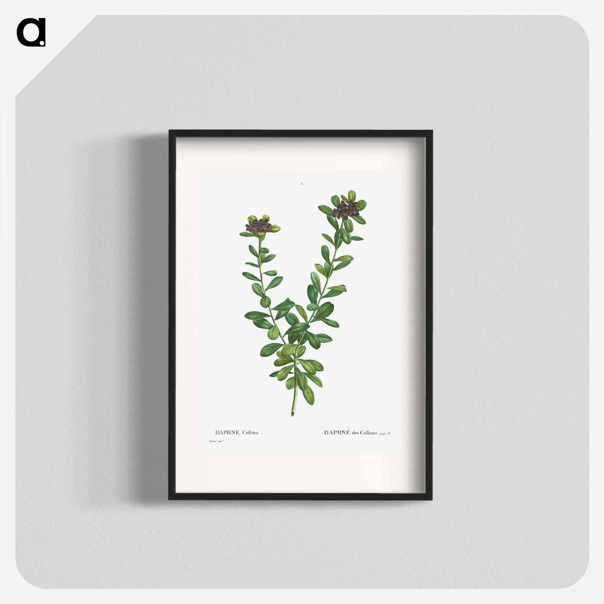 Daphne sericea (Daphne Collina) - Pierre Joseph Redouté Poster.