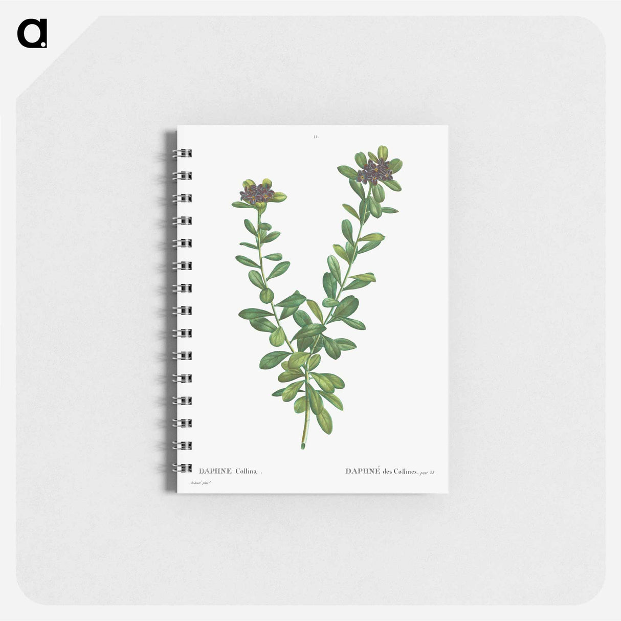 Daphne sericea (Daphne Collina) - ピエール ジョゼフ ルドゥーテ Memo.