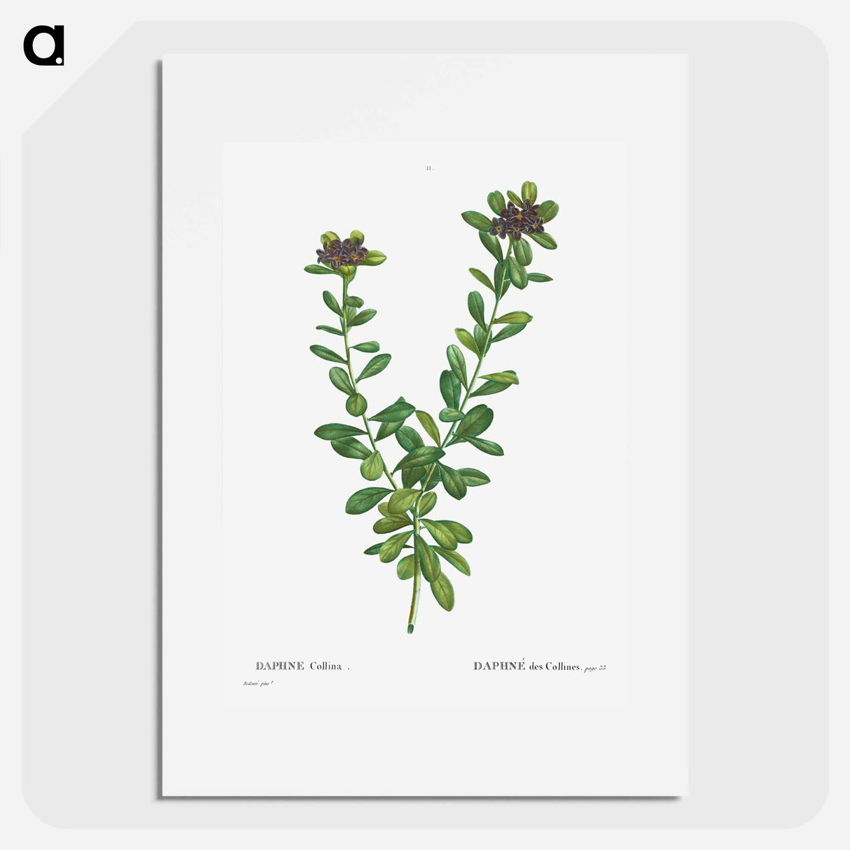 Daphne sericea (Daphne Collina) - Pierre Joseph Redouté Poster.