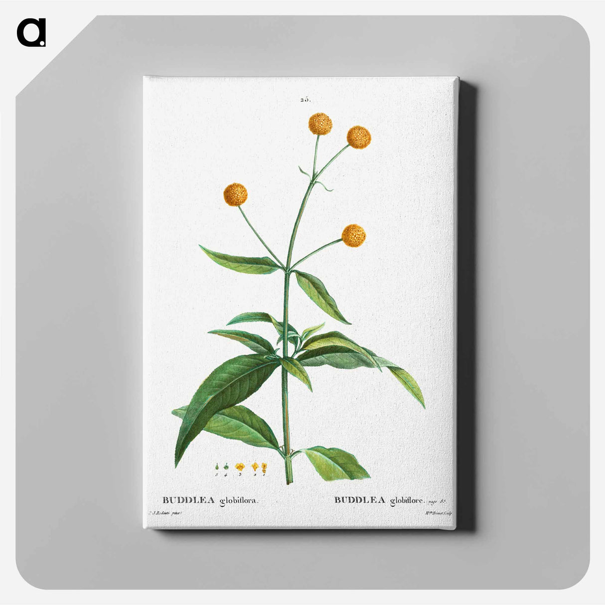アートパネル-Orange ball buddleja - ピエール ジョゼフ ルドゥーテ Canvas.