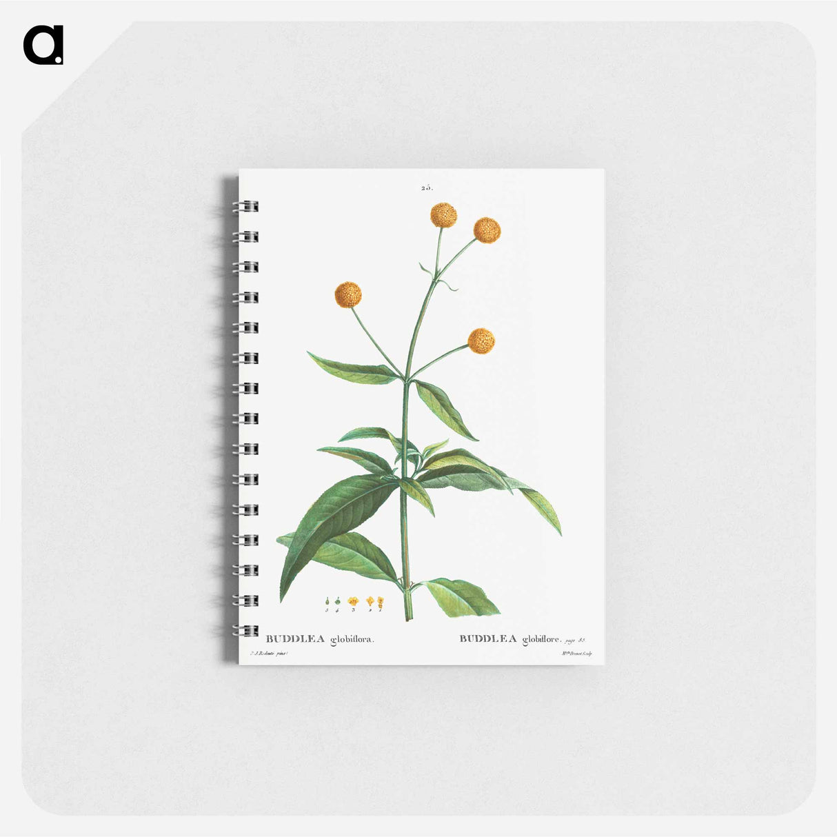 Orange ball buddleja - ピエール ジョゼフ ルドゥーテ Memo.