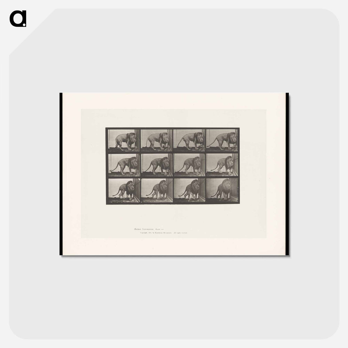 アートポストカード-Walking Lion
- エドワード マイブリッジ Postcard.
