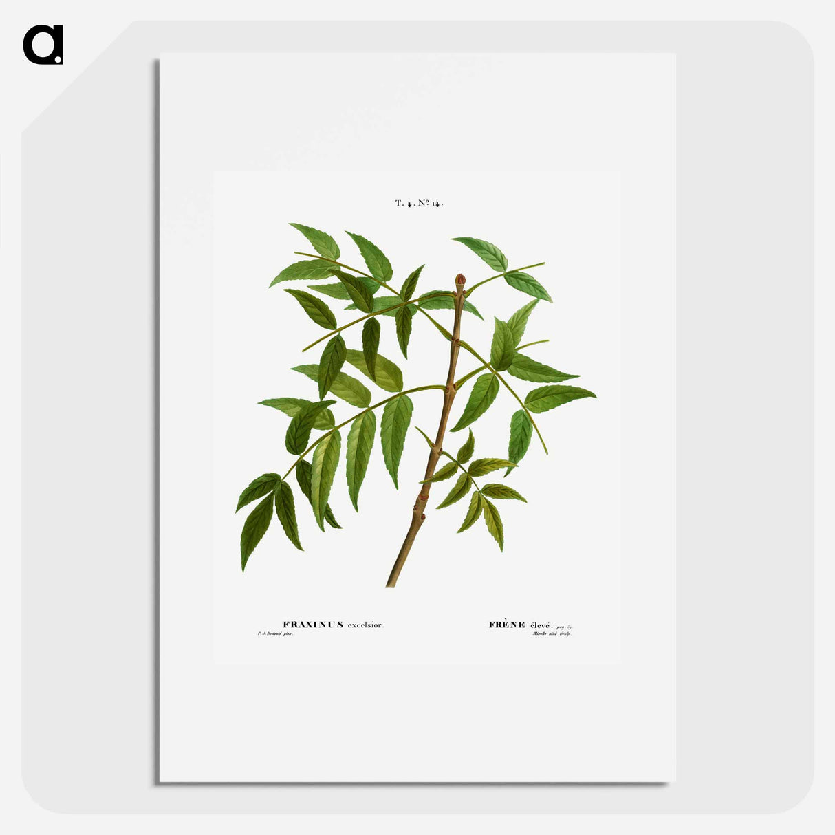 European ash - Pierre Joseph Redouté Poster.