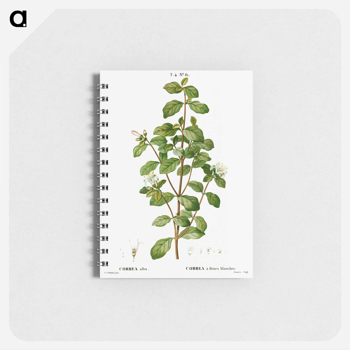 White correa, Correa alba - ピエール ジョゼフ ルドゥーテ Memo.