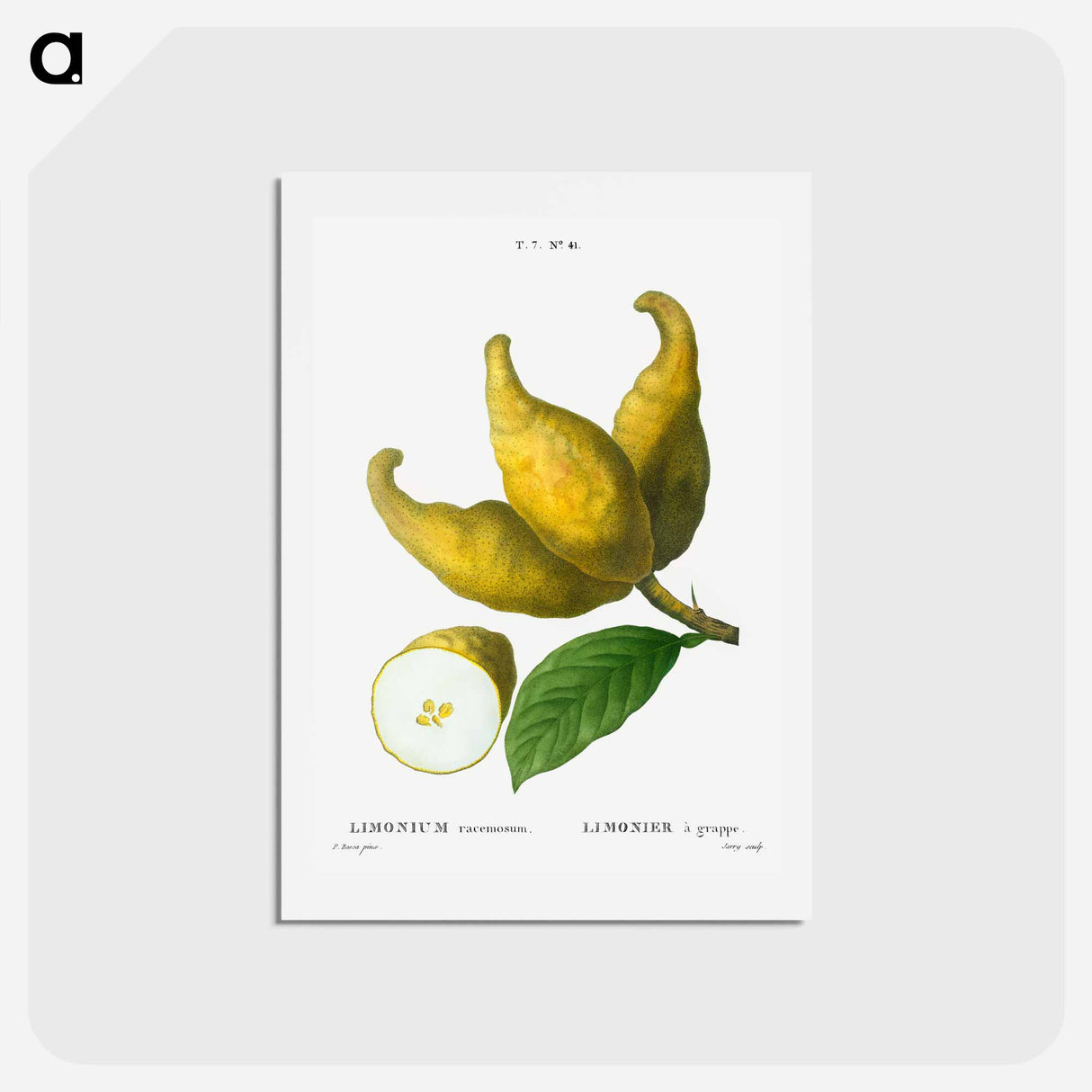アートポストカード-Cluster of lemons - ピエール ジョゼフ ルドゥーテ Postcard.