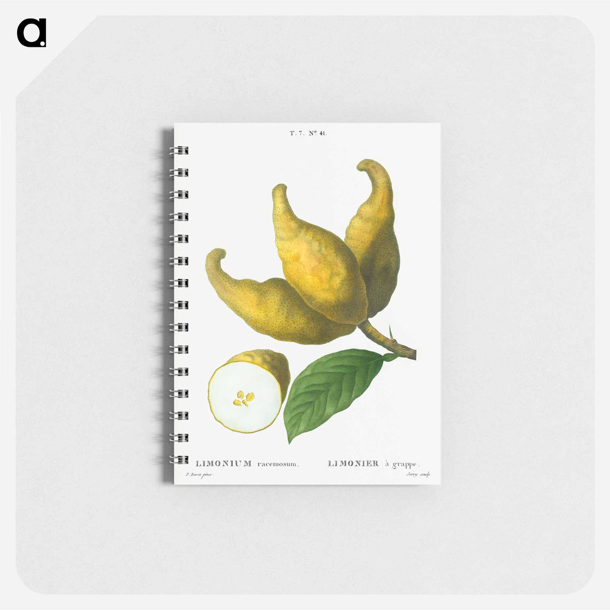 アートメモ帳-Cluster of lemons - ピエール ジョゼフ ルドゥーテ Memo.