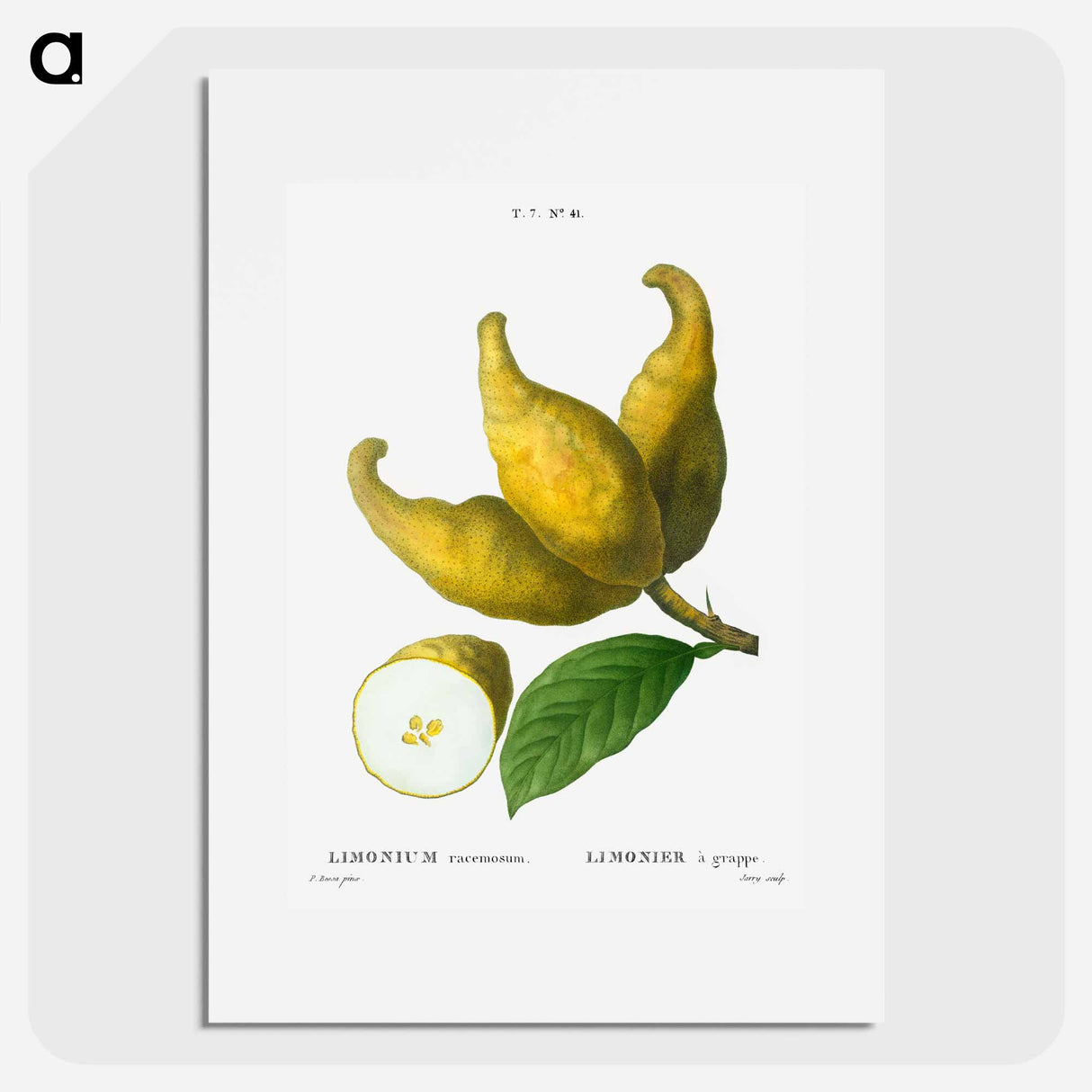 Cluster of lemons - Pierre Joseph Redouté Poster.