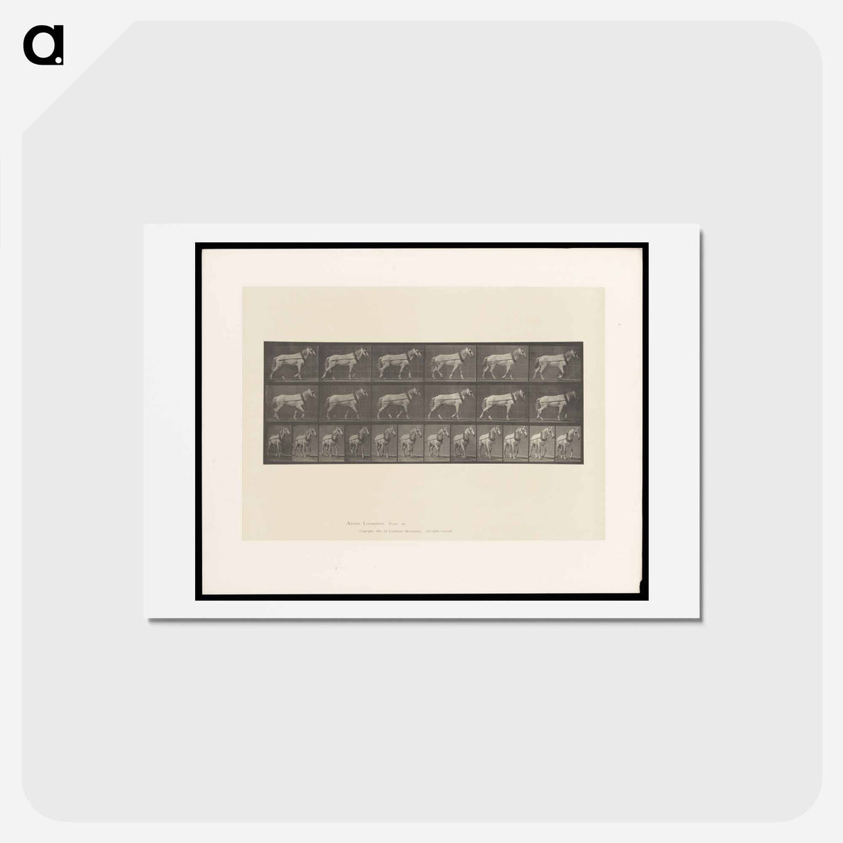 アートポストカード-Horse in Motion
- エドワード マイブリッジ Postcard.