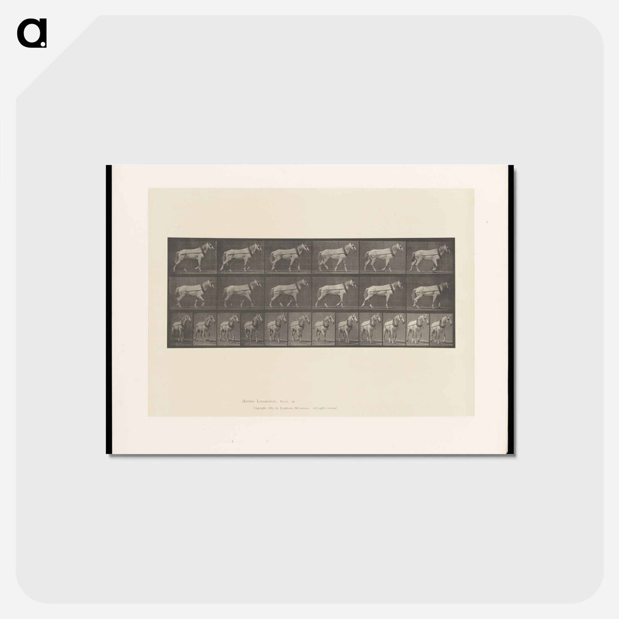 アートポストカード-Horse in Motion
- エドワード マイブリッジ Postcard.