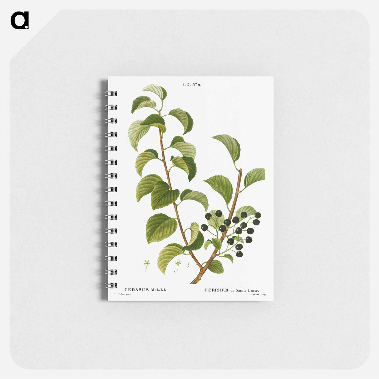 St. Lucie cherry, Cerasus mahaleb - ピエール ジョゼフ ルドゥーテ Memo.