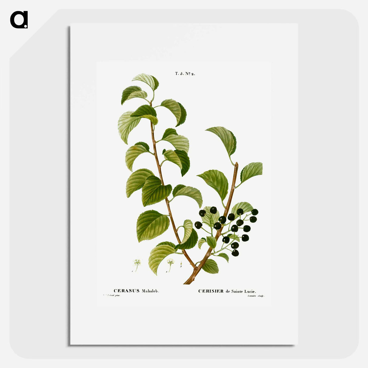 St. Lucie cherry, Cerasus mahaleb - Pierre Joseph Redouté Poster.