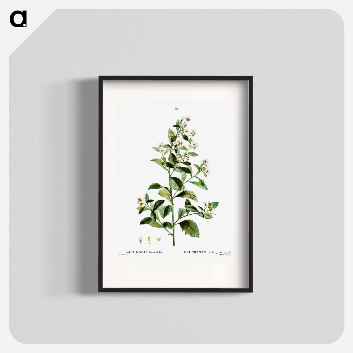 Sea myrtle - Pierre Joseph Redouté Poster.