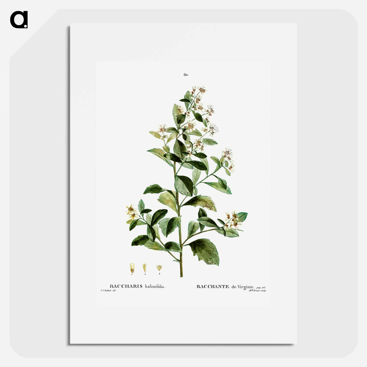 Sea myrtle - Pierre Joseph Redouté Poster.