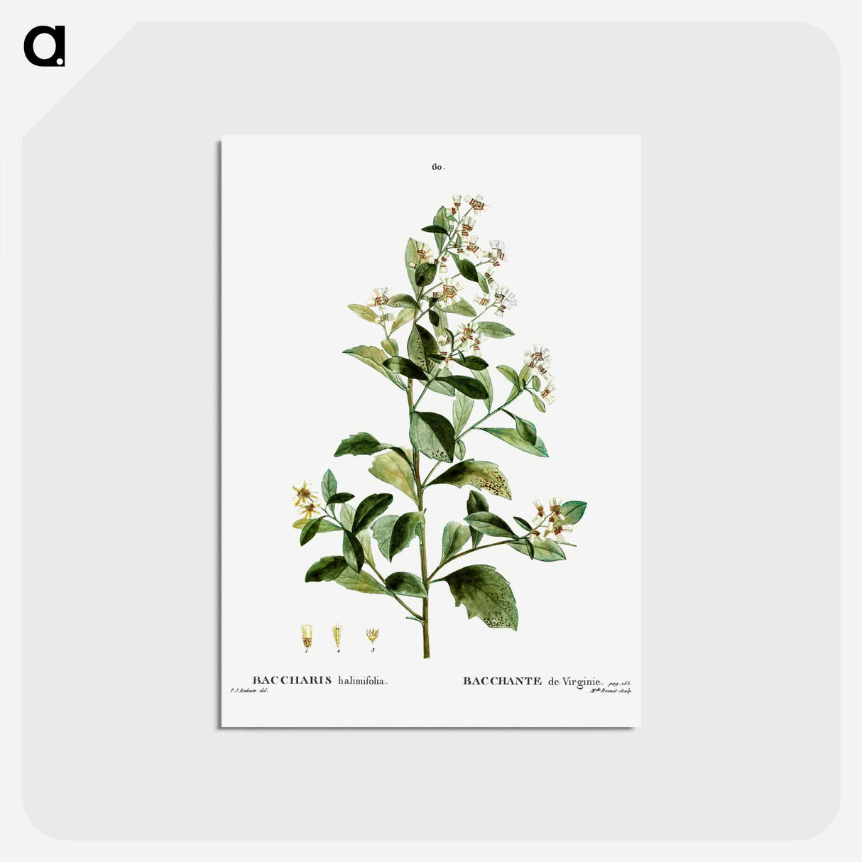 アートポストカード-Sea myrtle - ピエール ジョゼフ ルドゥーテ Postcard.