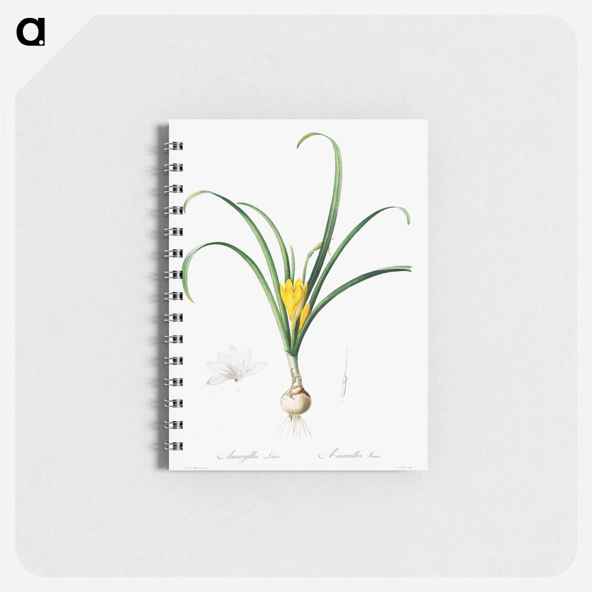 Amaryllis Lutes - ピエール ジョゼフ ルドゥーテ Memo.