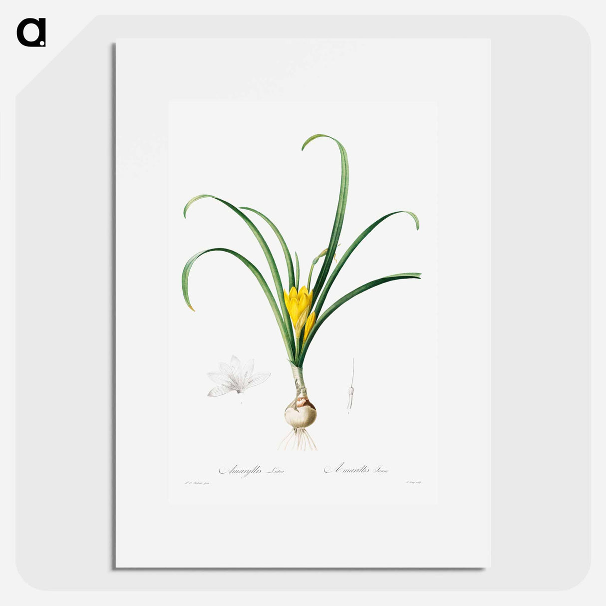 アートポスター-Amaryllis Lutes - ピエール ジョゼフ ルドゥーテ Poster.