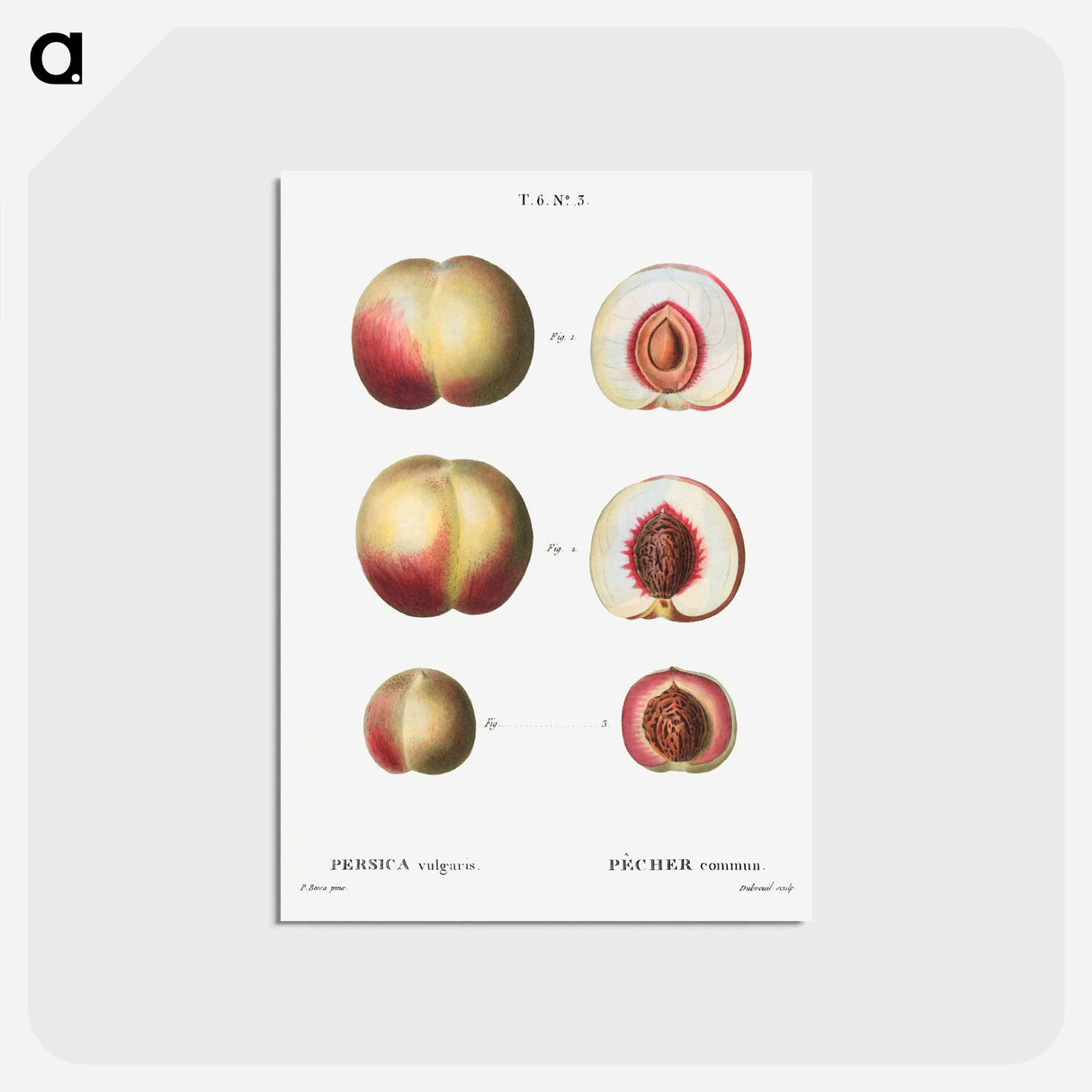 アートポストカード-Peaches - ピエール ジョゼフ ルドゥーテ Postcard.