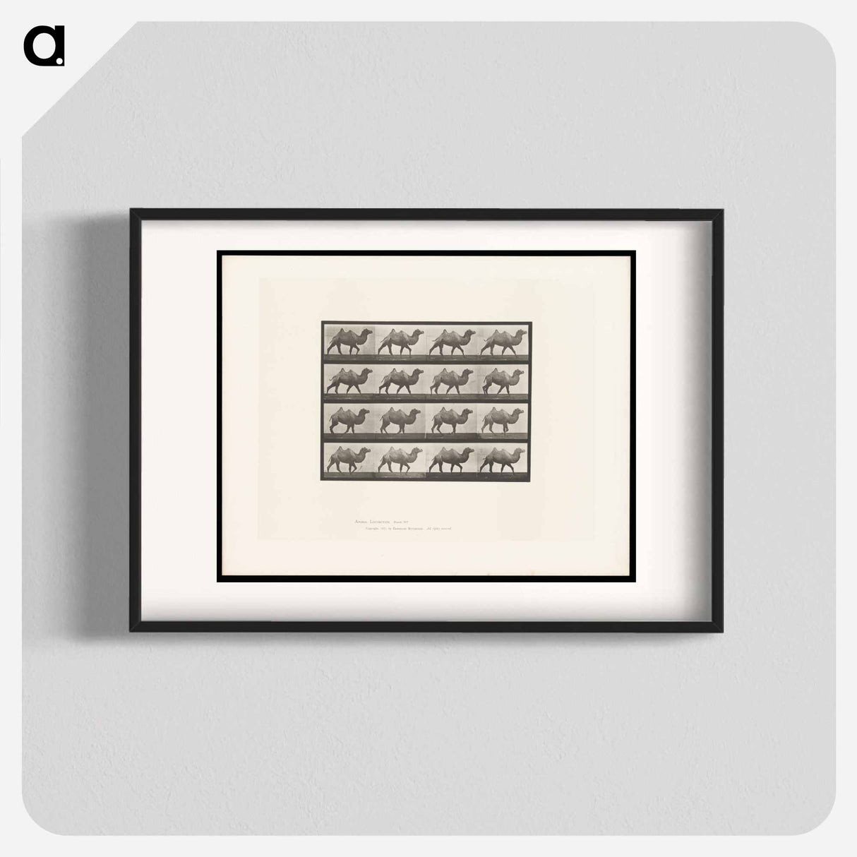 アートポスター-Camel Walking
- エドワード マイブリッジ Poster.