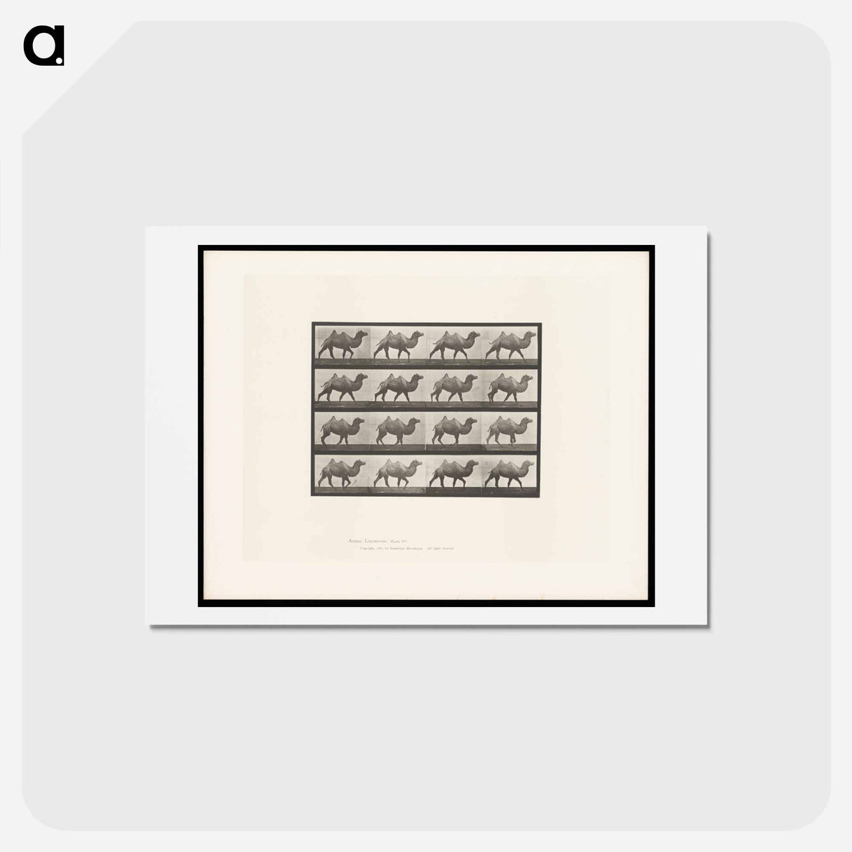 アートポストカード-Camel Walking
- エドワード マイブリッジ Postcard.