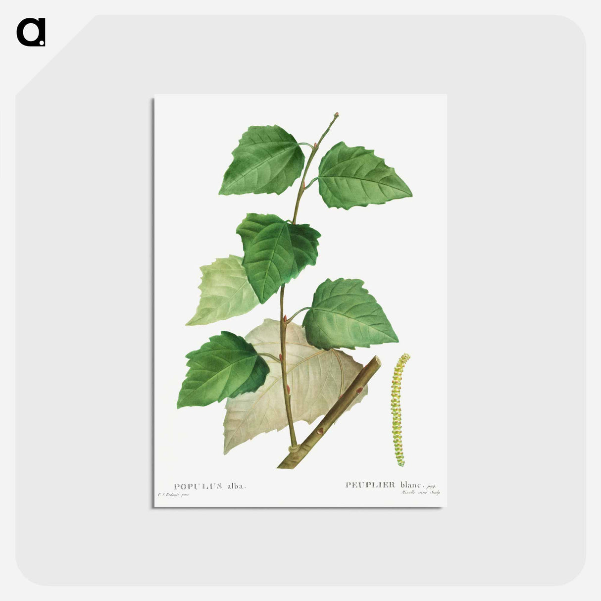 アートポストカード-White poplar - ピエール ジョゼフ ルドゥーテ Postcard.