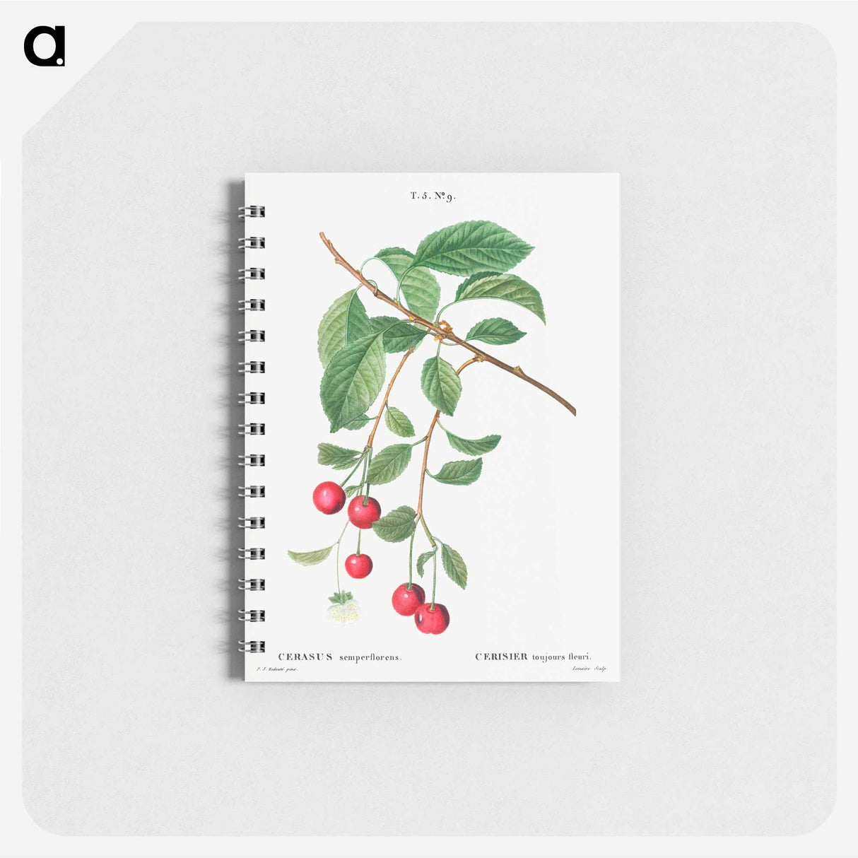 アートメモ帳-Cherry, Cerasus - ピエール ジョゼフ ルドゥーテ Memo.