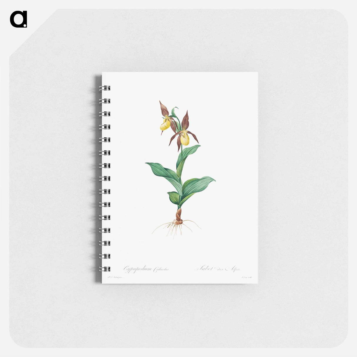 Cypripedium Calceolus - ピエール ジョゼフ ルドゥーテ Memo.