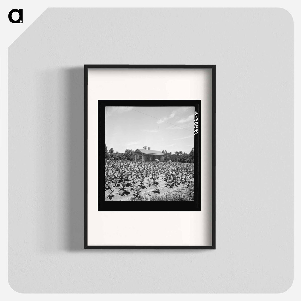 Untitled photo - ドロテア ラング Poster.