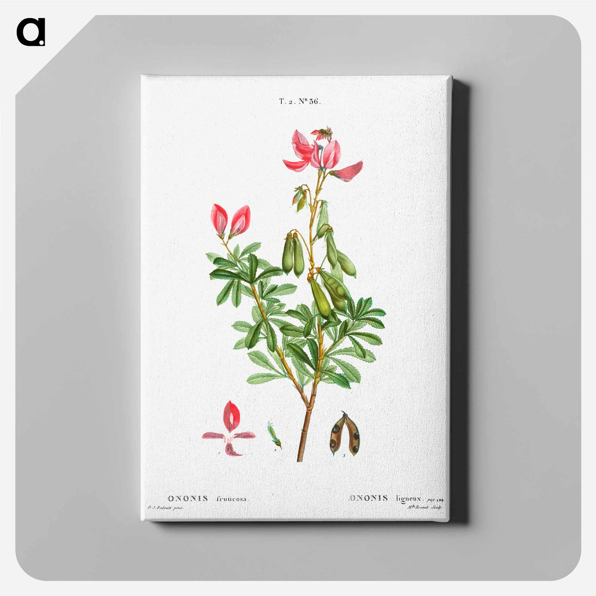 アートパネル-Ononis fruticosa - ピエール ジョゼフ ルドゥーテ Canvas.